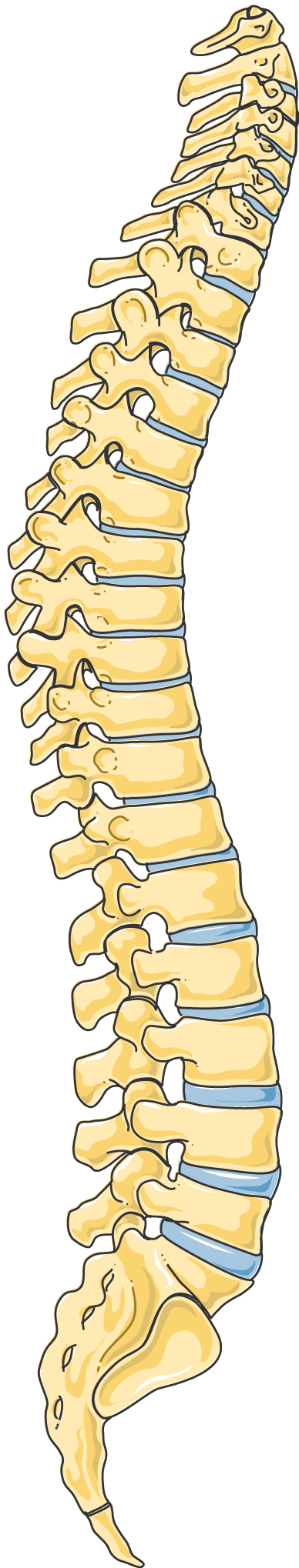 Servier Drawing Vertebral Column Lateral View No Labels Anatomytool